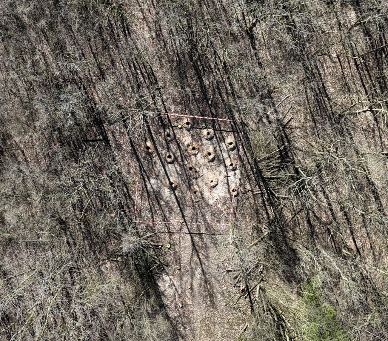 Sondierungs-Loch im Waldboden als Indikator für Kampfmittel bei Untersuchungen in NRW